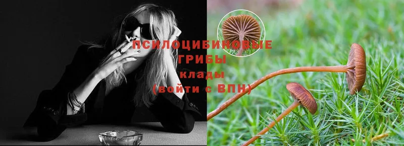 Псилоцибиновые грибы Psilocybe  Салаир 